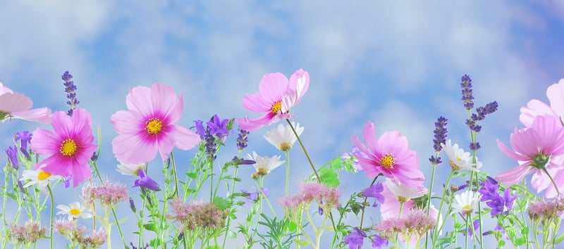 Wonderland Image